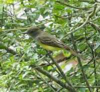photo great crested flycatcher